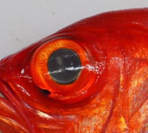 金目鯛の目