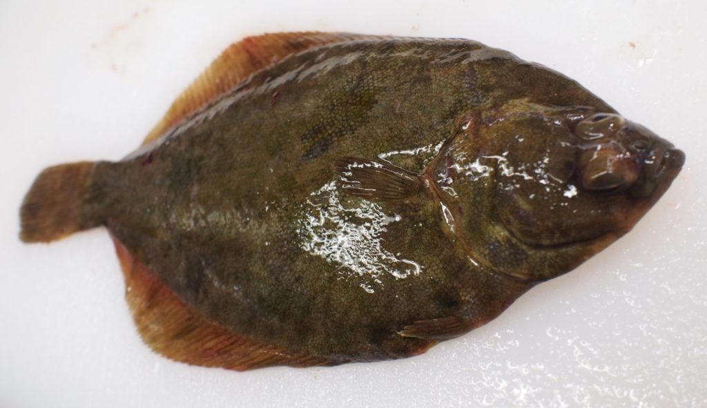 マコガレイの秘密すべてご紹介 基礎知識からおもしろ雑学までやさしく解説 きのした生魚店