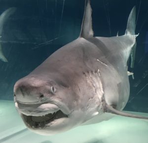 ネズミザメ モウカザメ の秘密すべてご紹介 基礎知識からおもしろ雑学までやさしく解説 きのした生魚店