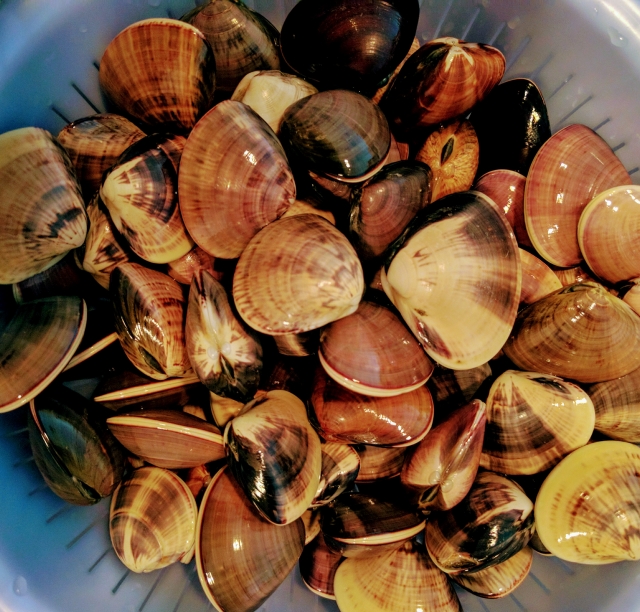 ハマグリの秘密すべてご紹介 基礎知識からおもしろ雑学までやさしく解説 きのした生魚店