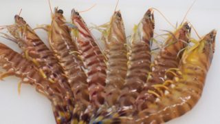 クルマエビ 車海老 の七不思議 わかりやすく全て解説 きのした生魚店