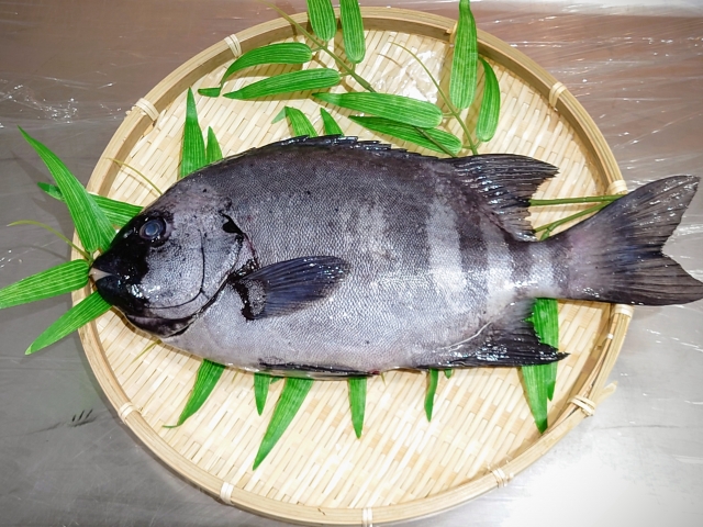 イシダイ(石鯛)七不思議。わかりやすく全て解説! | きのした生魚店