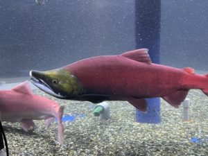 ベニザケ(紅鮭)の秘密すべてご紹介!基礎知識からおもしろ雑学までやさしく解説 | きのした生魚店