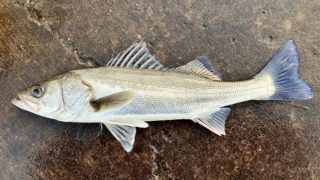 スズキ（シーバス）の秘密すべてご紹介！基礎知識からおもしろ雑学まで