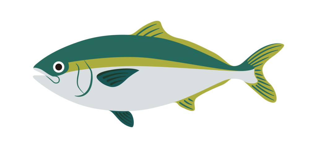ブリ(鰤)の招福魚コトバ | きのした生魚店