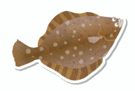 マツカワガレイ