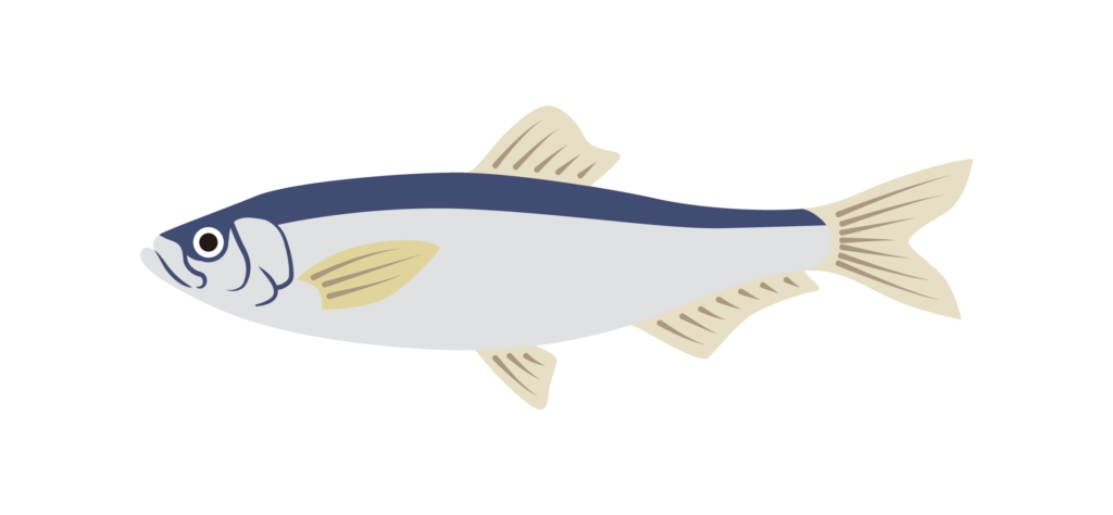 ニシン(鰊)の招福魚コトバ | きのした生魚店