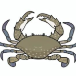 ワタリガニイラスト