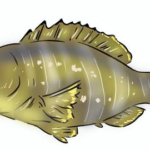 アオハタ