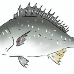 コショウダイ
