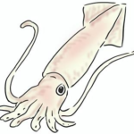 ヤリイカ