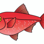 フウセンキンメ