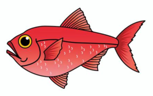 フウセンキンメ