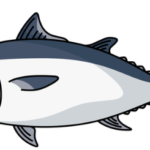 コシナガマグロ