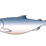 タイセイヨウサケ