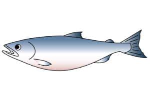 タイセイヨウサケ