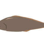 アカシタビラメ