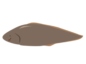 アカシタビラメ