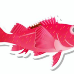 アラスカキチジ