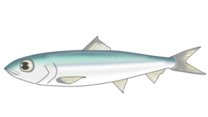 カタボシイワシ