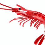 アカエビ