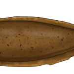 アカシタビラメ