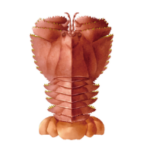 オオバウチワエビ