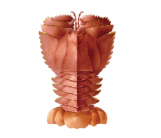 オオバウチワエビ
