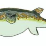 ショウサイフグ