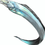 オキナワオオタチ