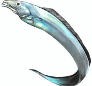 オキナワオオタチ