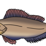 ウサギアイナメ