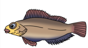 ウサギアイナメ