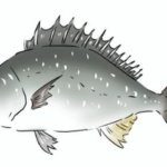 クロコショウダイ