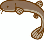 アジメドジョウ