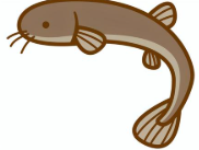 アジメドジョウ