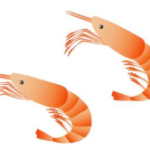 ヒカリチヒロエビ
