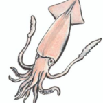 ヒメジンドウイカ