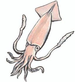 ヒメジンドウイカ