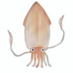 ウイジンドウイカ