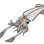 ヨーロッパヤリイカ