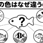 魚の色はなぜ違うの？