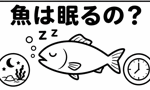魚は眠るの？