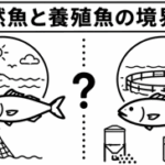 天然魚と養殖魚の境界線