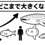 魚はどこまで大きくなるの？