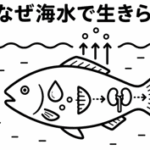魚はなぜ海水で生きられる？