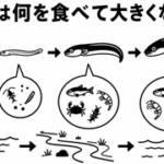 ウナギは何を食べて大きくなるの？