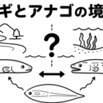 ウナギとアナゴの境界線