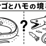 アナゴとハモの境界線