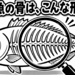 なぜ魚の骨はこんな形なの？